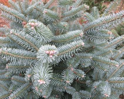 Abies lasiocarpa 